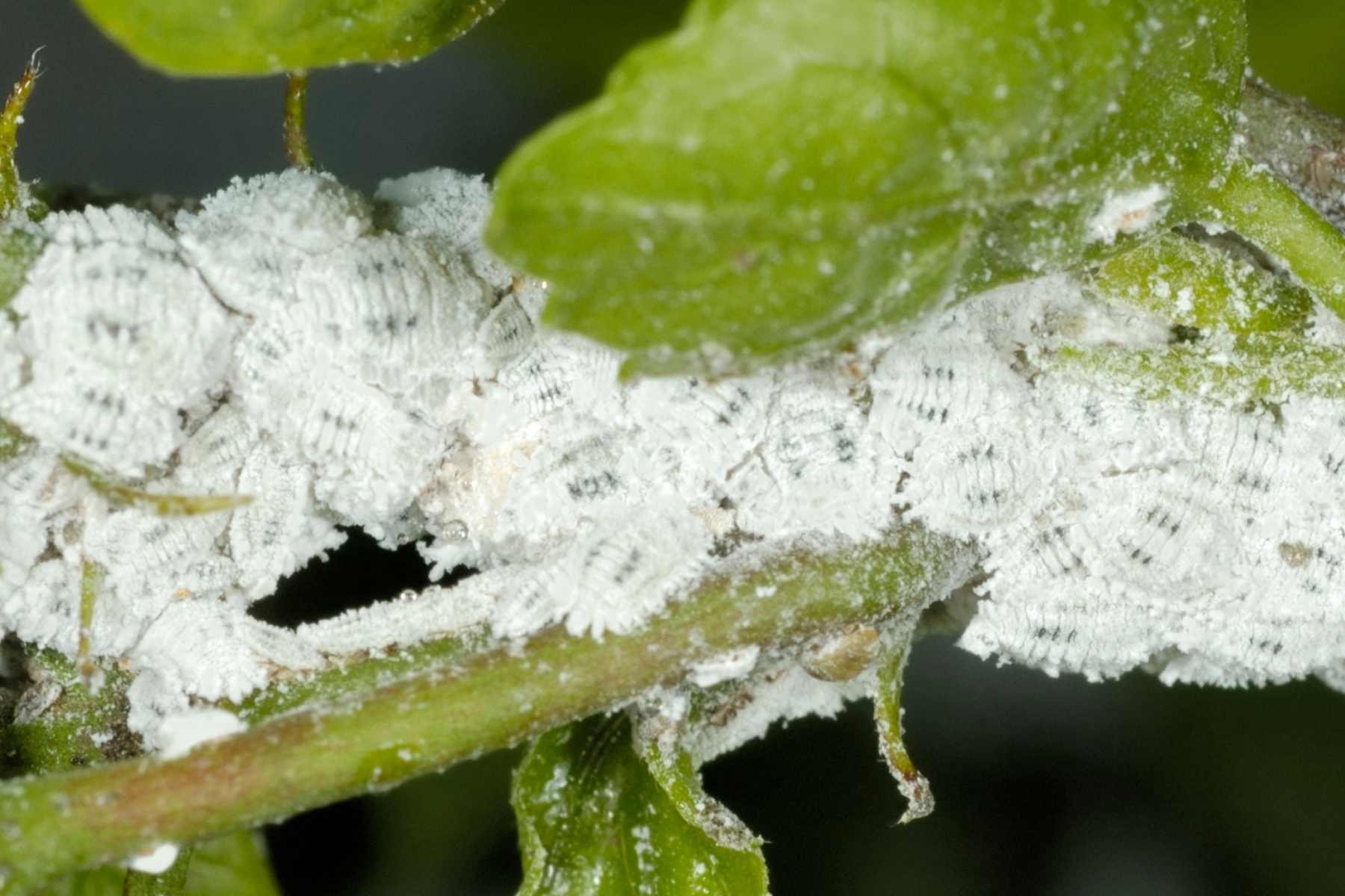 Mealybugs