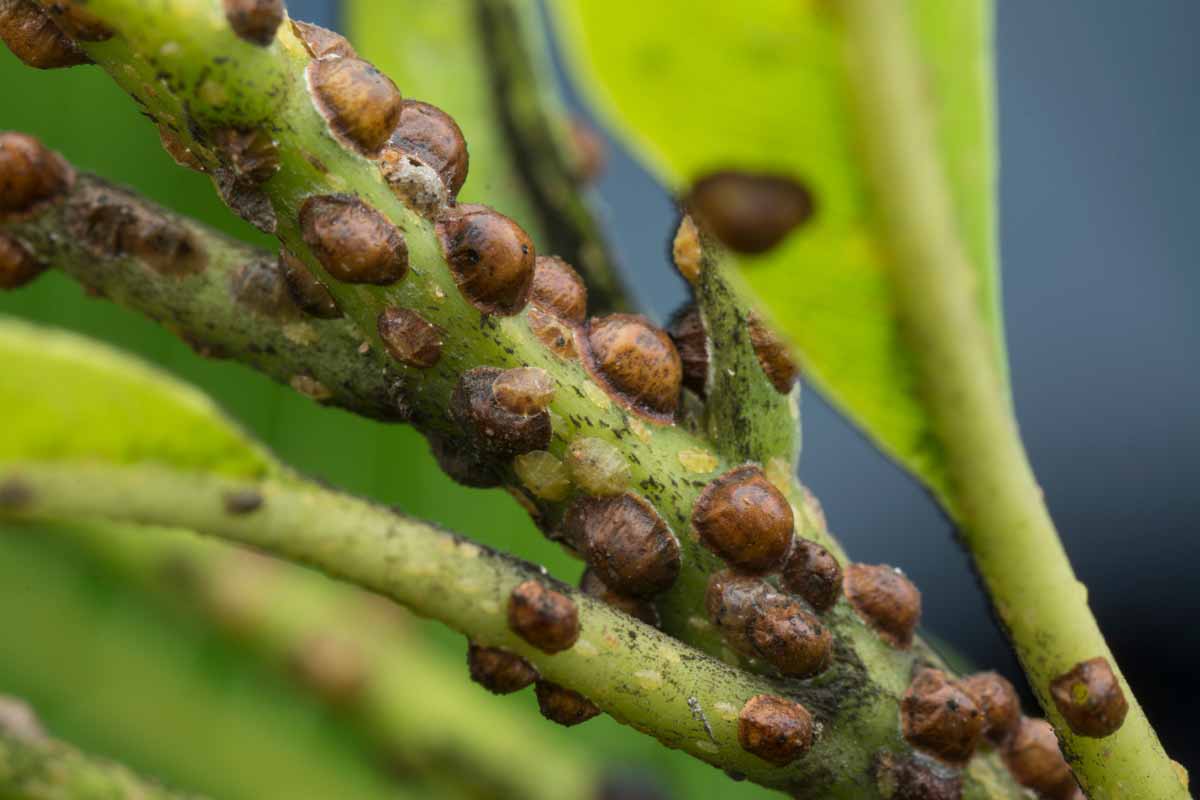 Scale Insects