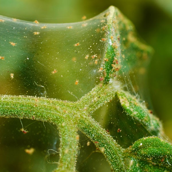Spider Mites