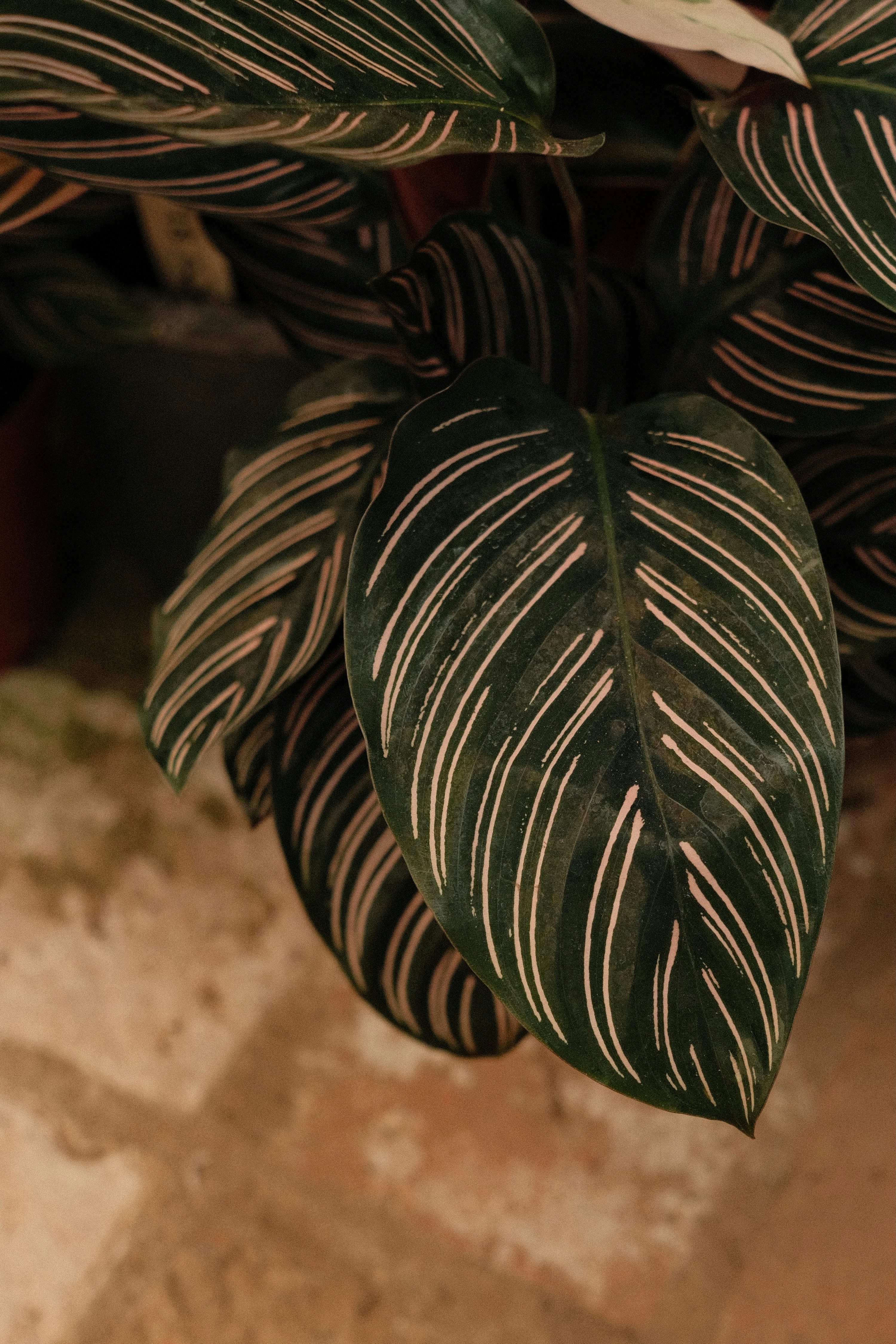 Calathea ornata pinstripe leaves