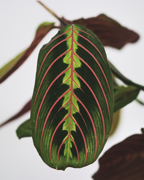 Calathea leaf pattern