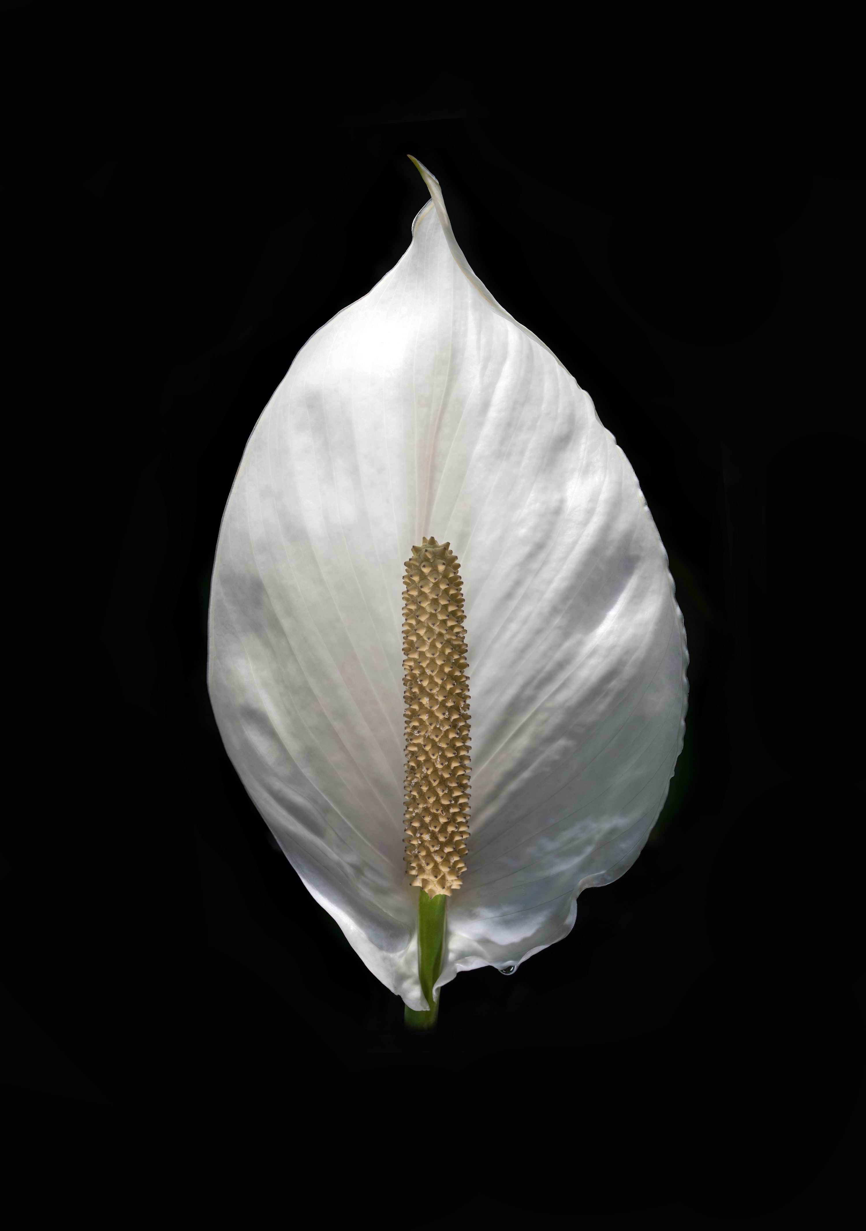 Peace Lily in bloom