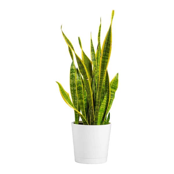 Snake Plant in pot
