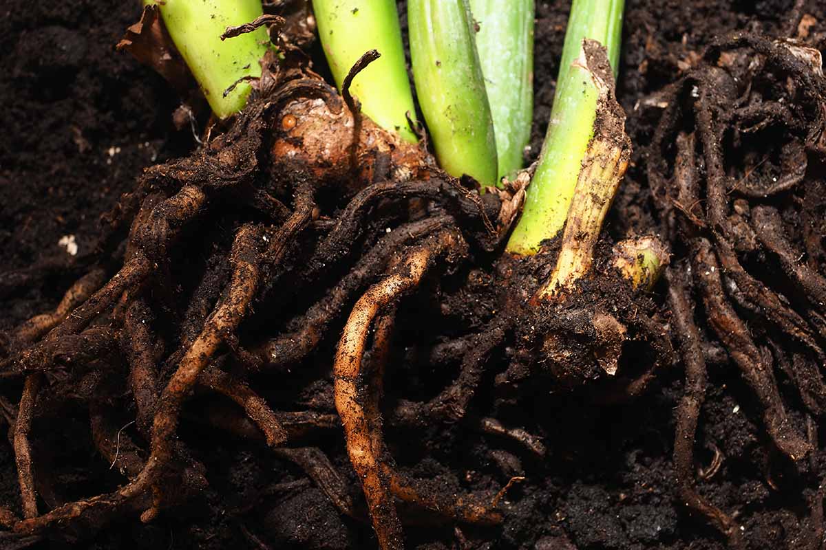 Root Rot